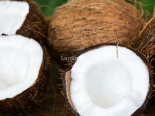 Coconut for sale