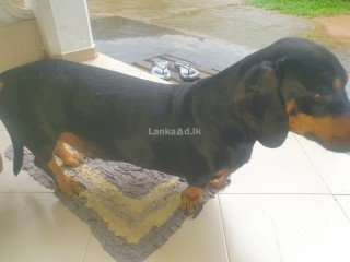 Dash hound dog for sale
