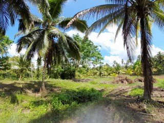 2 acre coconut land for immediate sale